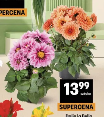 Dalia la Bella promocja w Delikatesy Centrum