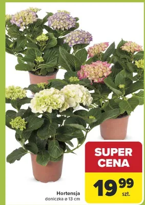 Hortensja doniczka promocja w Carrefour