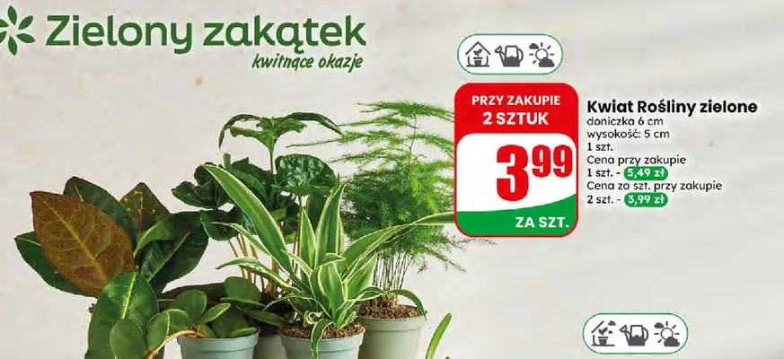 Kwiat Rośliny zielone promocja w Dino
