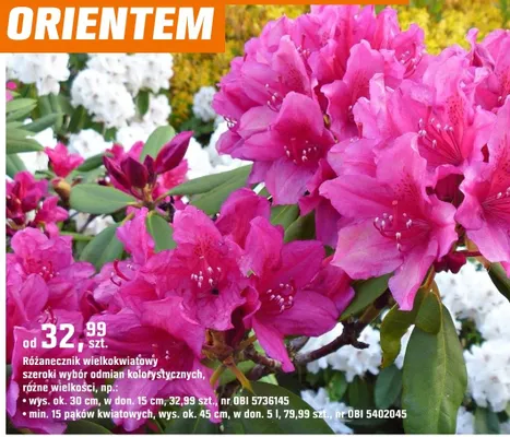 Rododendron wielokwiatowy szeroki wybór odmian kolorystycznych, różne wielkości promocja w OBI