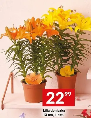 Lilia doniczka 13cm promocja w Twój Market