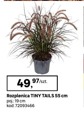 Rozplenica Tiny Tails 55 cm promocja w Leroy Merlin
