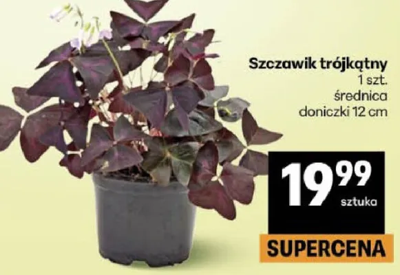 Szczawik trójkątny promocja w Delikatesy Centrum
