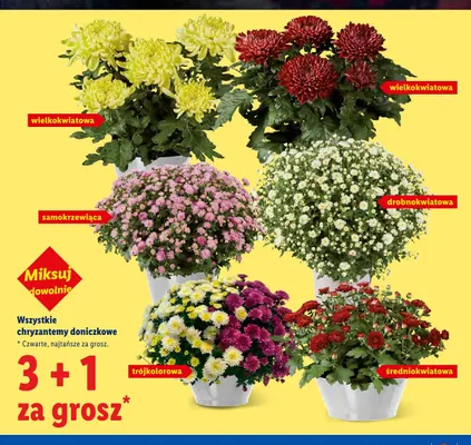 Chryzantema doniczkowa samokrzewiąca promocja w Lidl
