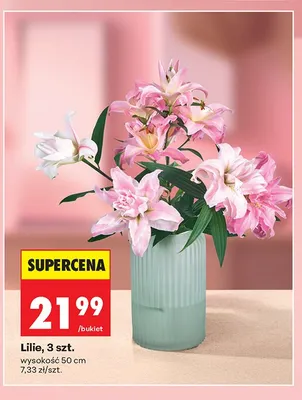 Lilie wysokość 50cm promocja w Biedronka