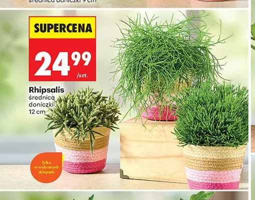Rhipsalis promocja w Biedronka