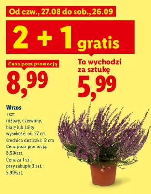 Wrzos różowy promocja w Lidl