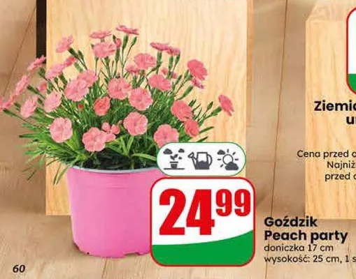 Goździk Peach party doniczka 17cm wysokość 25cm promocja w Dino