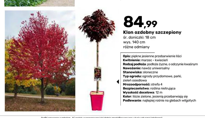 Klon ozdobny szczepiony promocja w Bricomarche