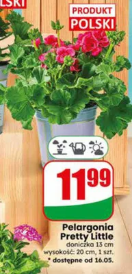 Pelargonia Pretty Little doniczka 13cm wysokość: 20cm promocja w Dino