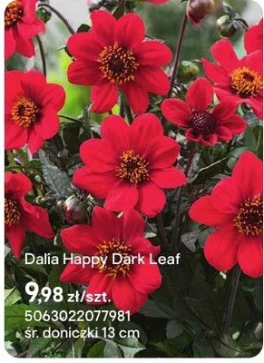 Dalia Happy Dark Leaf promocja w Castorama