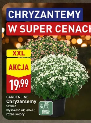 Chryzantemy Gardenline promocja w Aldi