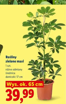 Rośliny zielone maxi promocja w Lidl