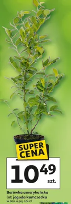 Borówka amerykańska lub jagoda kamczacka promocja w Auchan