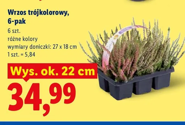 Wrzos trójkolorowy 6-pak promocja w Lidl