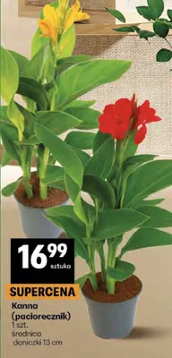 Kanna (paciorecznik) promocja w Delikatesy Centrum