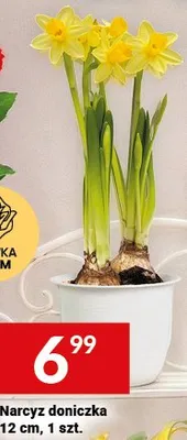 Narcyz doniczka 12 cm promocja w Twój Market