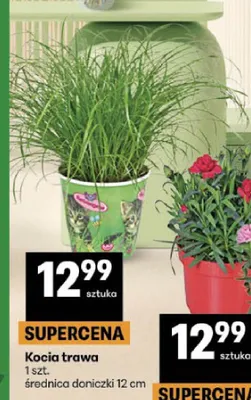 Kocia trawa promocja w Delikatesy Centrum