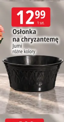 Osłonka na chryzantemę Jumi promocja w Leclerc