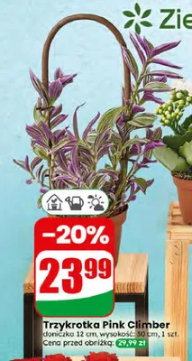 Trzykrotka Pink Climber promocja w Dino