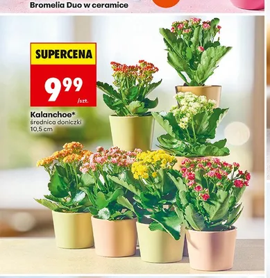 Kalanchoe promocja w Biedronka