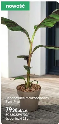 Roślina Bananowiec mrozoodporny Ever Red promocja w Castorama