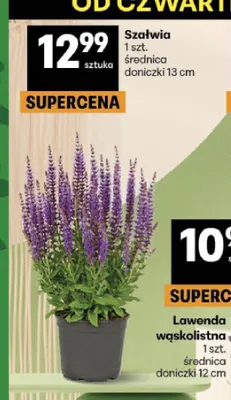 Szałwia promocja w Delikatesy Centrum