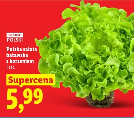 Sałata batawska z korzeniem promocja w Lidl