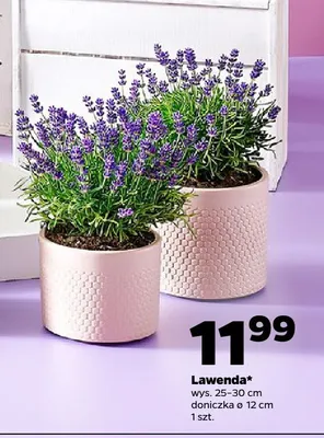 Lawenda wys. 25-30cm doniczka ø 12cm promocja w Netto