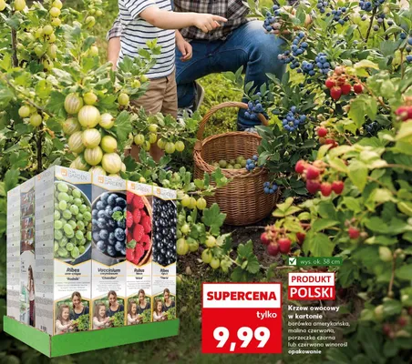 Krzew owocowy w kartonie borówka amerykańska, malina czerwona, porzeczka czarna lub czerwona winorośl promocja w Kaufland