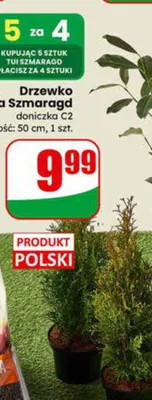 Drzewko Tuja Szmaragd doniczka C2 promocja w Dino