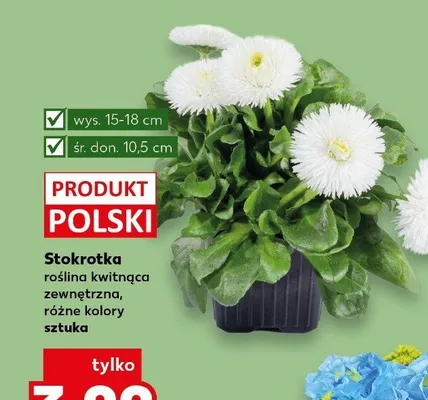 Stokrotka roślina kwitnąca zewnętrzna, różne kolory promocja w Kaufland