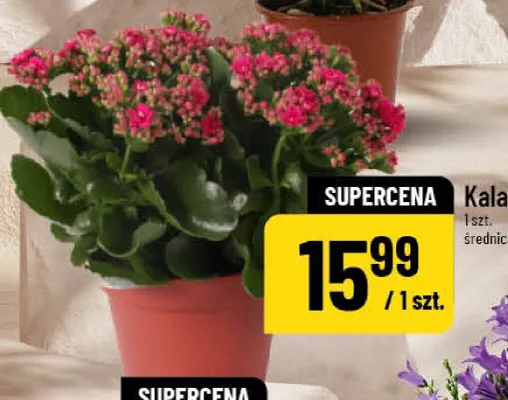 Kalanchoe promocja w POLOmarket