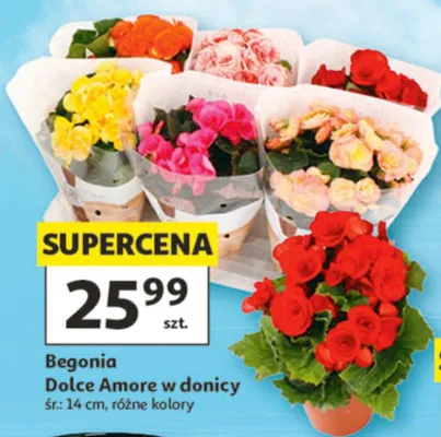 Begonia Dolce Amore w donicy śr.: 14cm promocja w Auchan