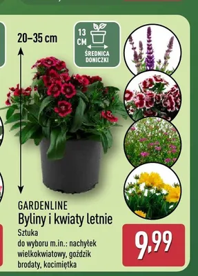 Byliny i kwiaty letnie Gardenline promocja w Aldi