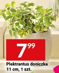 Plektrantus doniczka 11cm promocja w Twój Market