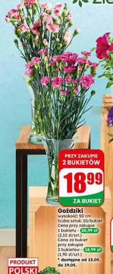 Goździki wysokość: 50cm 10-pak promocja w Dino