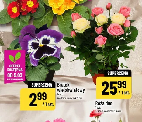 Bratek Bratki wielokwiatowy promocja w POLOmarket