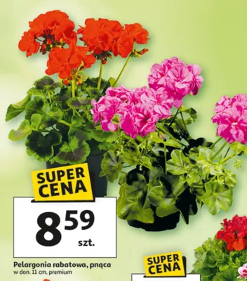 Pelargonia rabatowa pąca promocja w Auchan
