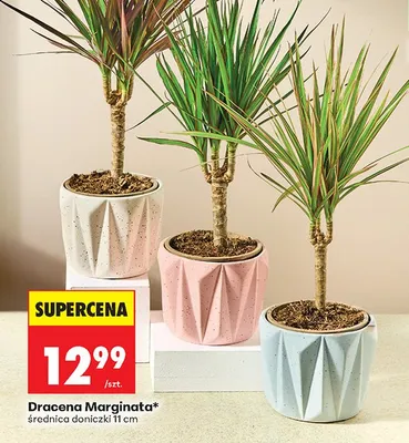 Dracena Marginata 11 cm promocja w Biedronka