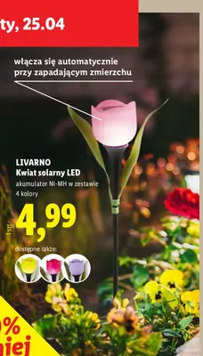 Kwiat solany LED promocja w Lidl