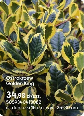 Ostrokrzew Golden King promocja w Castorama