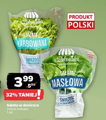 Sałata w doniczce (różne rodzaje) promocja w Netto