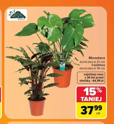 Monstera w doniczce promocja w Carrefour