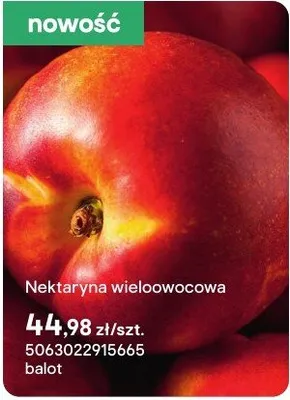 Sadzonka Nektaryna wieloowocowa promocja w Castorama