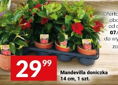 Mandevilla doniczka 14cm promocja w Twój Market