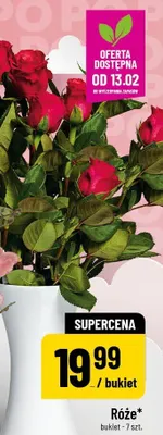 Róże promocja w POLOmarket