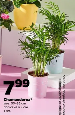 Chamaedorea promocja w Netto