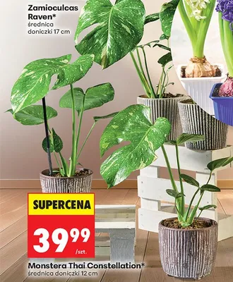 Roślina Monstera Thai promocja w Biedronka