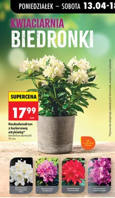 Rododendron z kolorową etykietą promocja w Biedronka
